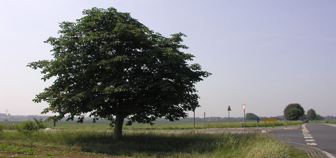 Das Bild zeigt den Stadtteil Bauernheim, copyright Stadt Friedberg (Hessen)